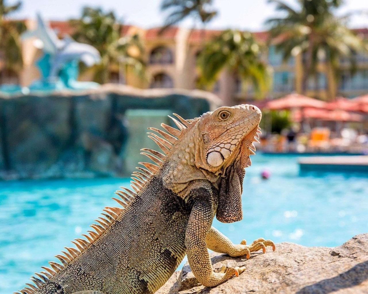 Bluegreen Vacations La Cabana Resort, An Ascend Collection Palm Beach Eksteriør bilde